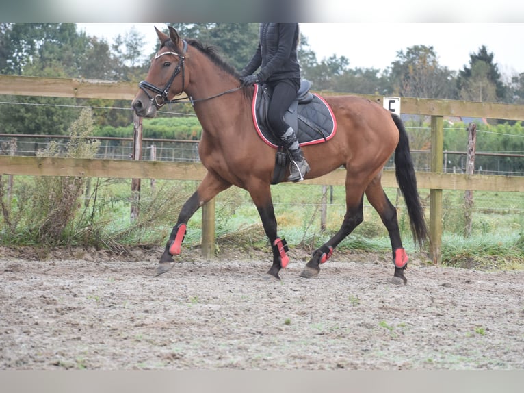 Altre razze Giumenta 7 Anni 157 cm Baio ciliegia in Achtmaal