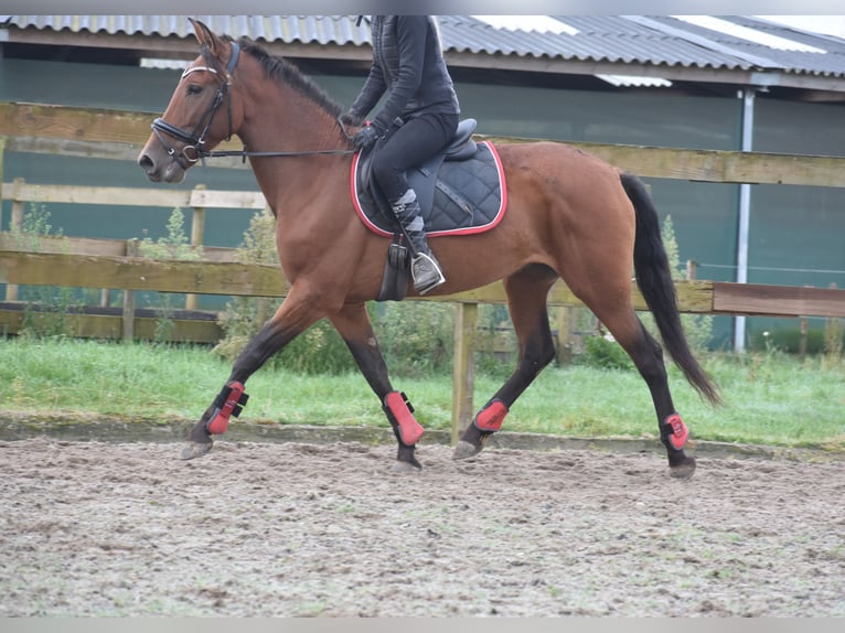 Altre razze Giumenta 7 Anni 157 cm Baio ciliegia in Achtmaal