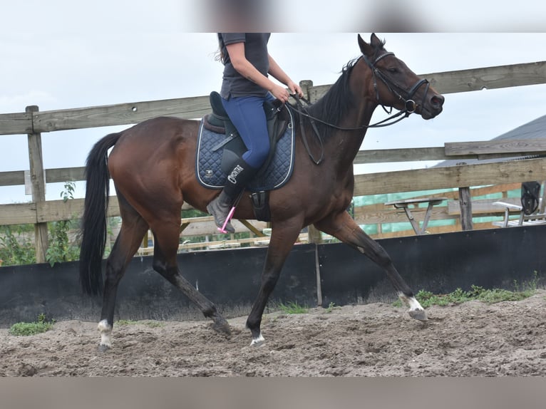 Altre razze Giumenta 7 Anni 157 cm Baio scuro in Achtmaal