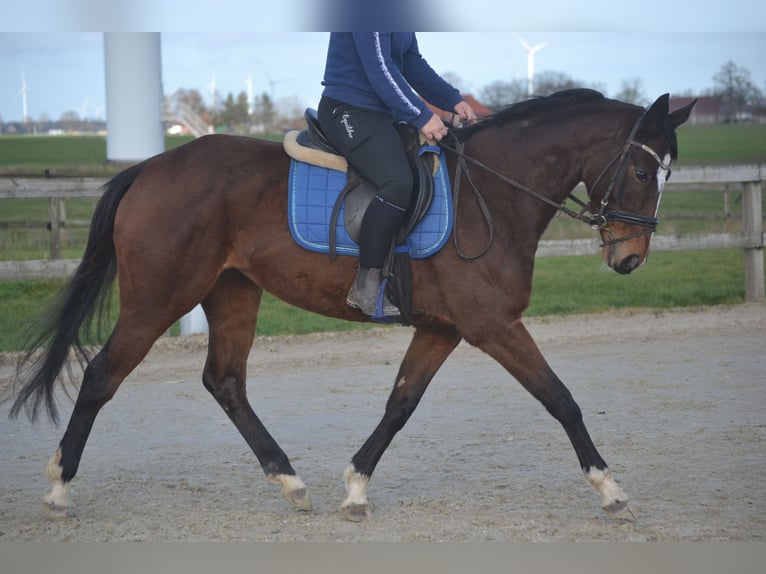 Altre razze Giumenta 7 Anni 158 cm Baio in Breda
