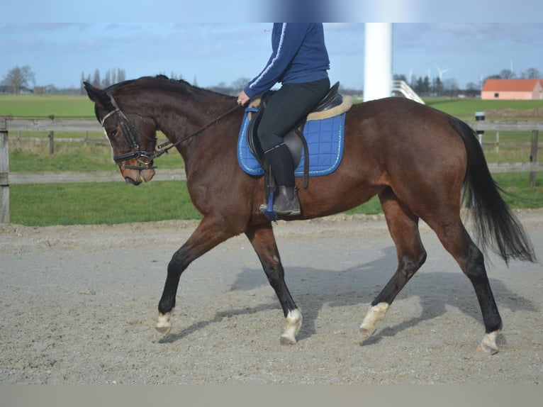 Altre razze Giumenta 7 Anni 158 cm Baio in Breda
