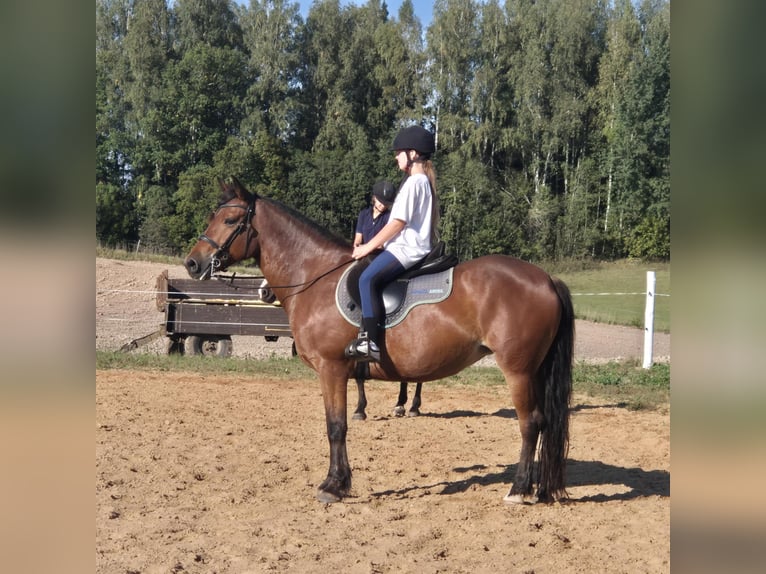 Altre razze Giumenta 7 Anni 158 cm Baio ciliegia in Telšiai, Lithuania