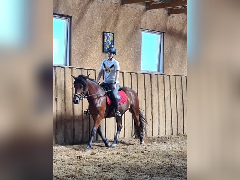 Altre razze Giumenta 7 Anni 158 cm Baio ciliegia in Telšiai, Lithuania