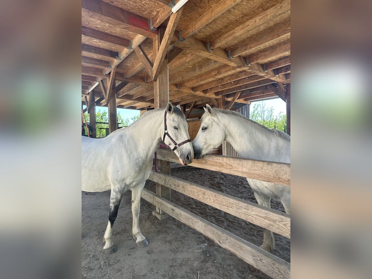 Altre razze Giumenta 7 Anni 160 cm Leardo in Delft
