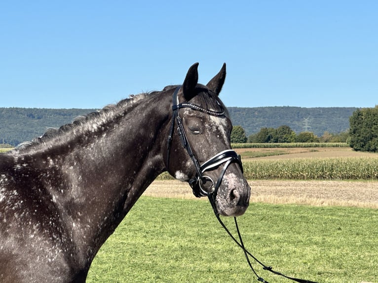 Altre razze Mix Giumenta 7 Anni 160 cm Pezzato in Riedlingen