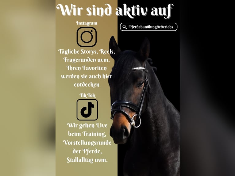 Altre razze Giumenta 7 Anni 165 cm Baio in Nettersheim