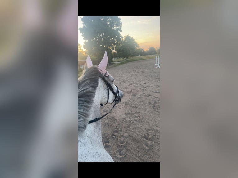 Altre razze Giumenta 7 Anni 165 cm Grigio in Kronau