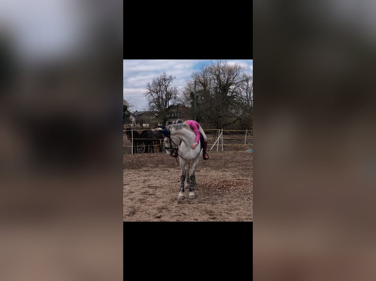 Altre razze Giumenta 7 Anni 165 cm Grigio in Kronau