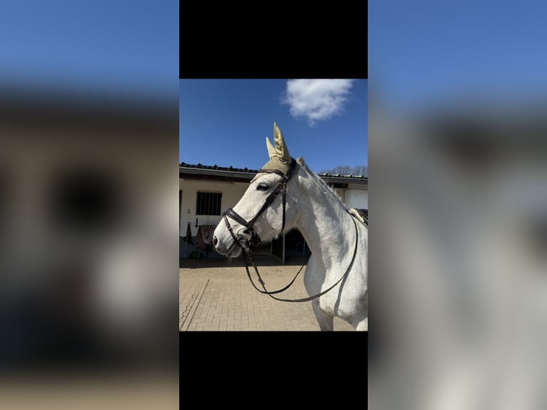 Altre razze Giumenta 7 Anni 165 cm Grigio in Kronau
