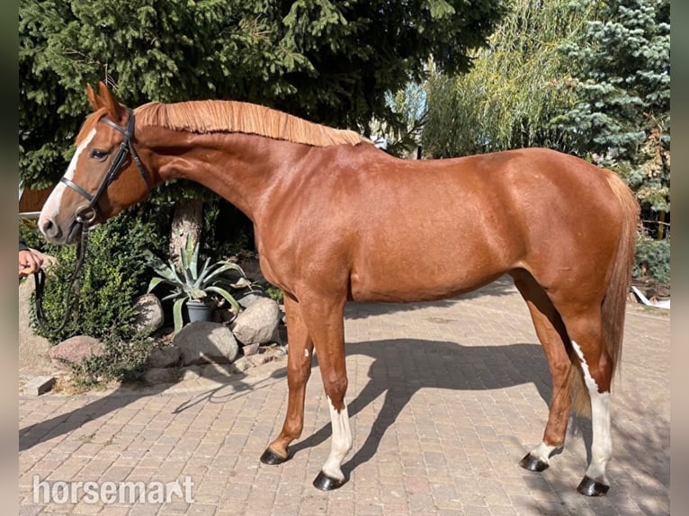 Altre razze Giumenta 7 Anni 168 cm Sauro scuro in Warshaw