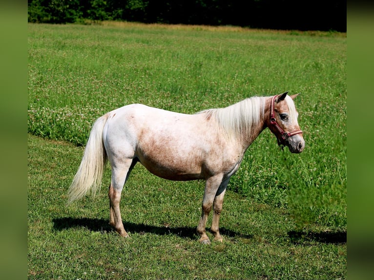 Altre razze Giumenta 7 Anni 91 cm Roano rosso in Charleston