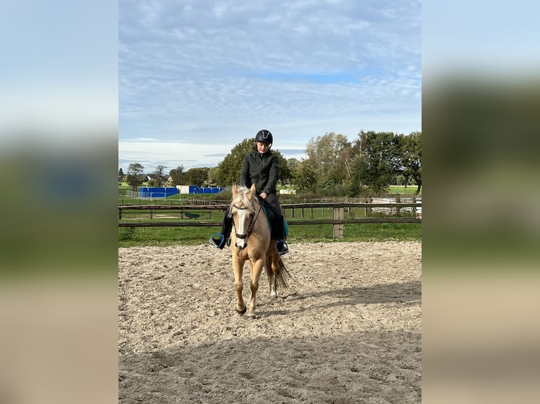 Altre razze Giumenta 8 Anni 143 cm Palomino in Trendelburg