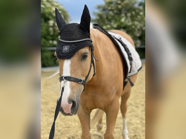 Altre razze Giumenta 8 Anni 143 cm Palomino in Trendelburg