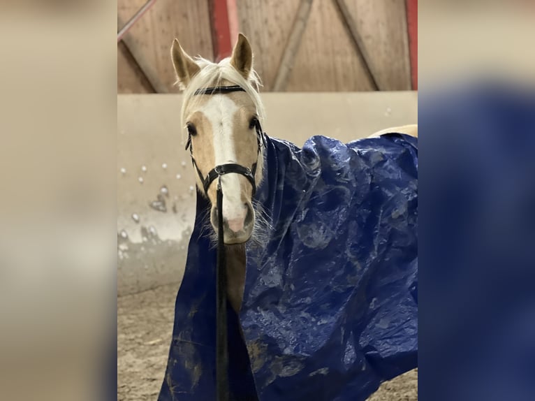 Altre razze Giumenta 8 Anni 143 cm Palomino in Trendelburg