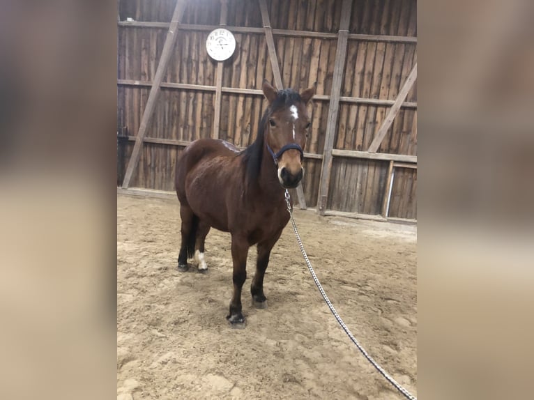 Altre razze Mix Giumenta 8 Anni 144 cm Baio in Schöntal