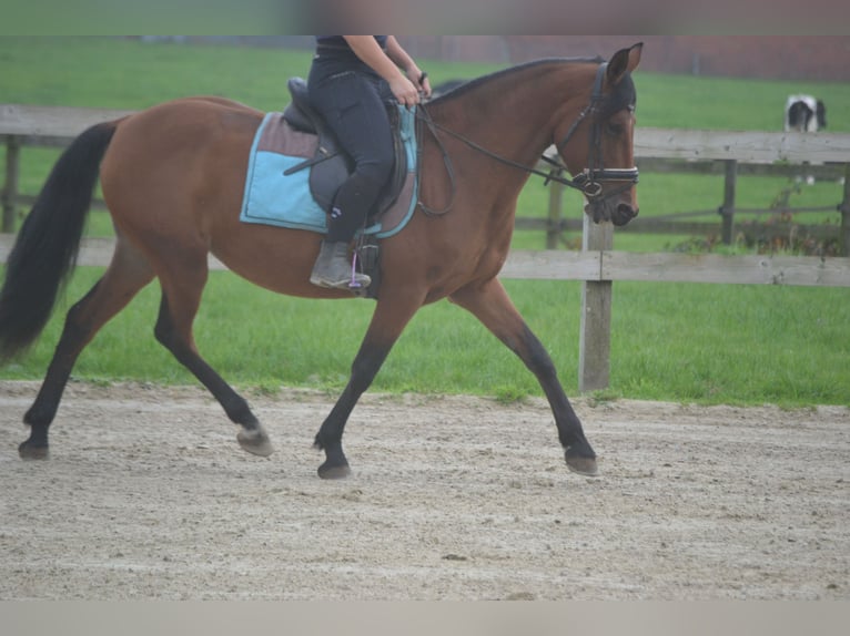 Altre razze Giumenta 8 Anni 145 cm Baio in Breda