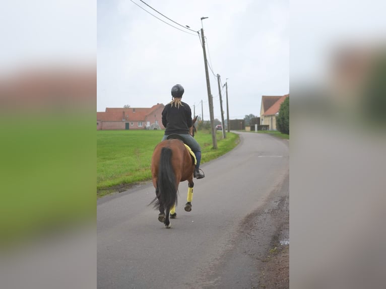 Altre razze Giumenta 8 Anni 145 cm Baio in Breda