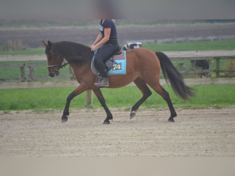 Altre razze Giumenta 8 Anni 145 cm Baio in Breda