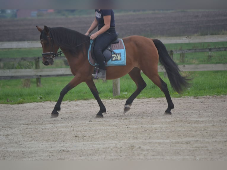 Altre razze Giumenta 8 Anni 145 cm Baio in Breda