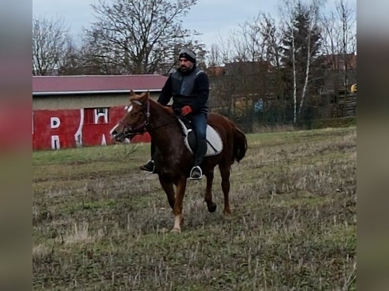 Altre razze Giumenta 8 Anni 147 cm Sauro in Buttstädt
