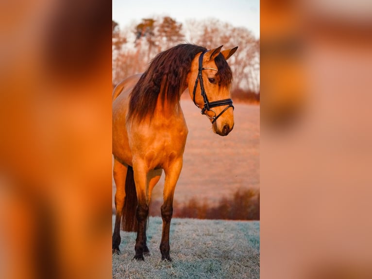 Altre razze Giumenta 8 Anni 148 cm Falbo in Nettersheim