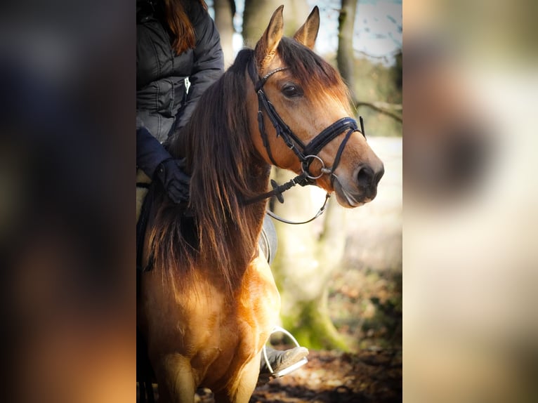 Altre razze Giumenta 8 Anni 148 cm Falbo in Nettersheim