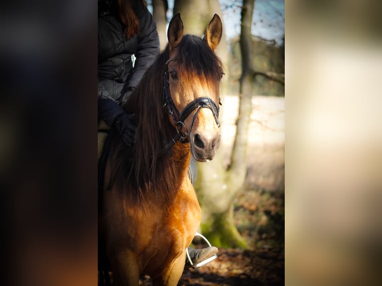 Altre razze Giumenta 8 Anni 148 cm Falbo in Nettersheim