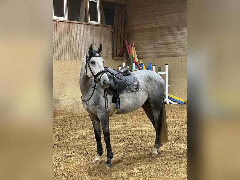 Altre razze Giumenta 8 Anni 148 cm Grigio in Feldkirch