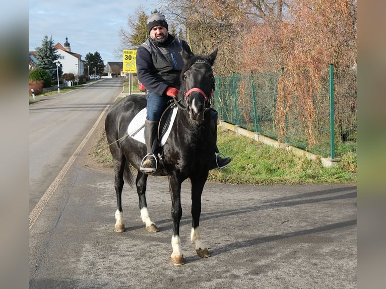 Altre razze Giumenta 8 Anni 148 cm Morello in Buttst&#xE4;dt