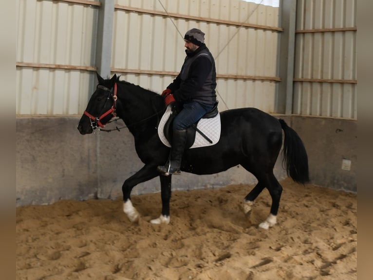 Altre razze Giumenta 8 Anni 148 cm Morello in Buttst&#xE4;dt