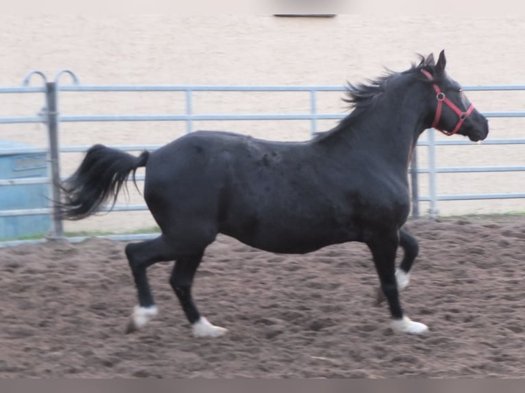 Altre razze Giumenta 8 Anni 148 cm Morello in Ellersleben