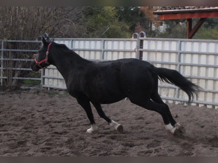 Altre razze Giumenta 8 Anni 148 cm Morello in Ellersleben