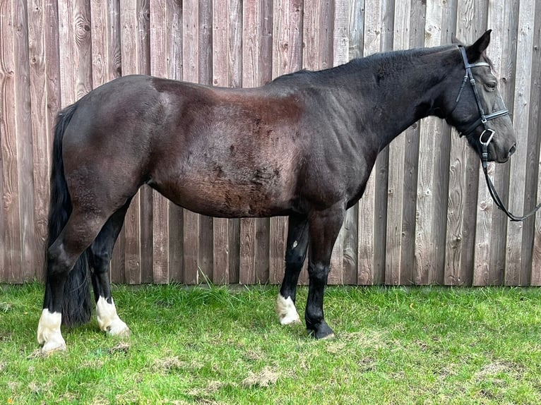 Altre razze Giumenta 8 Anni 150 cm Baio nero in Rietz-Neuendorf