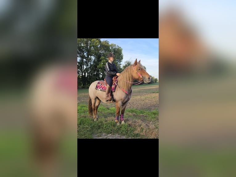 Altre razze Mix Giumenta 8 Anni 153 cm Roano rosso in Linkenbach