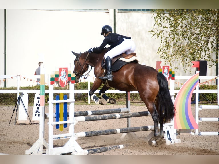 Altre razze Giumenta 8 Anni 154 cm Baio scuro in Vilnius