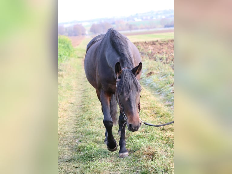 Altre razze Giumenta 8 Anni 155 cm Baio in Bietigheim-Bissingen