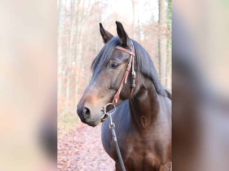 Altre razze Giumenta 8 Anni 155 cm Baio in Bietigheim-Bissingen
