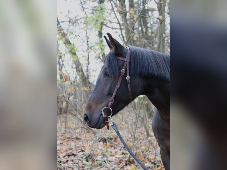 Altre razze Giumenta 8 Anni 155 cm Baio in Bietigheim-Bissingen