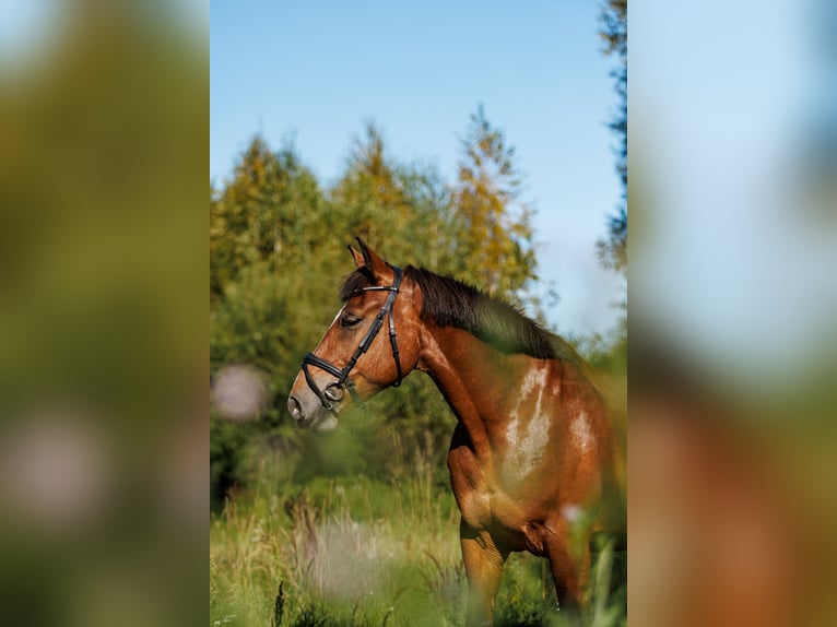 Altre razze Mix Giumenta 8 Anni 155 cm Baio ciliegia in Vilnius