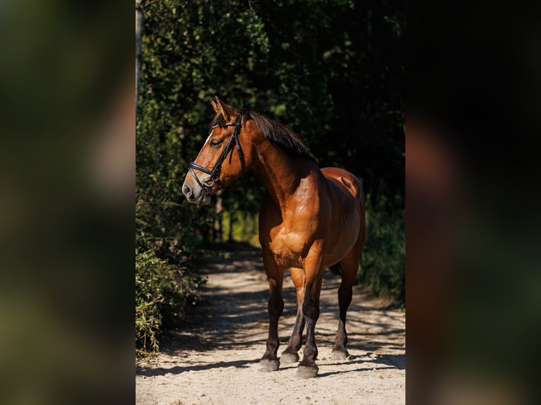 Altre razze Mix Giumenta 8 Anni 155 cm Baio ciliegia in Vilnius