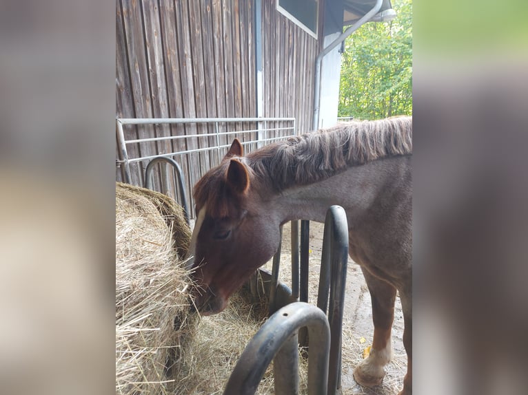 Altre razze Mix Giumenta 8 Anni 155 cm Sauro in Groß Buchwald