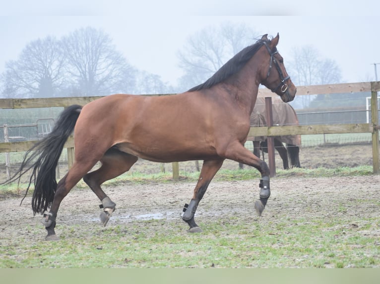 Altre razze Giumenta 8 Anni 157 cm Baio in Achtmaal