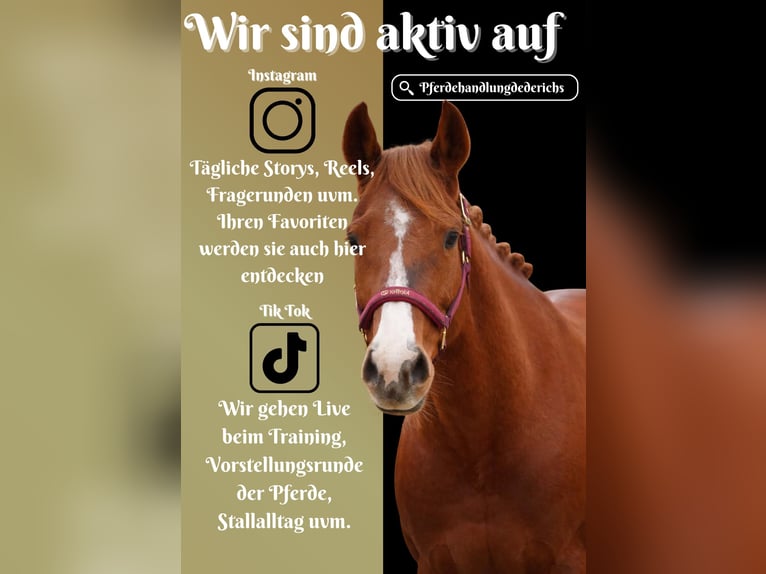 Altre razze Giumenta 8 Anni 157 cm Sauro in Nettersheim