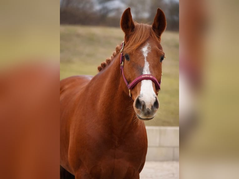 Altre razze Giumenta 8 Anni 157 cm Sauro in Nettersheim