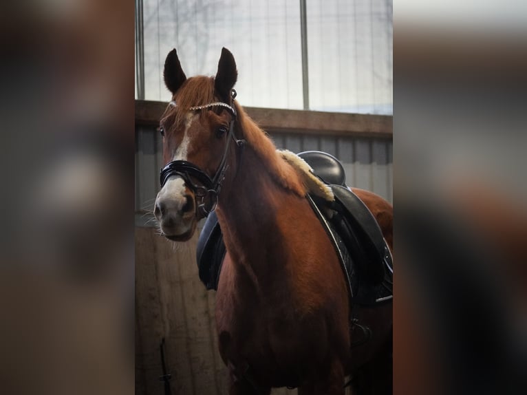 Altre razze Giumenta 8 Anni 158 cm Sauro in Nettersheim