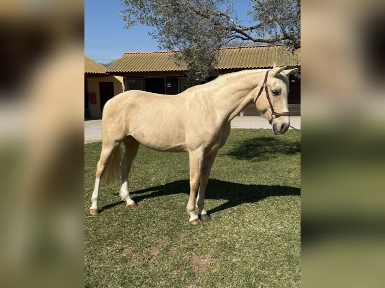 Altre razze Giumenta 8 Anni 160 cm Palomino in Xabia/Javea
