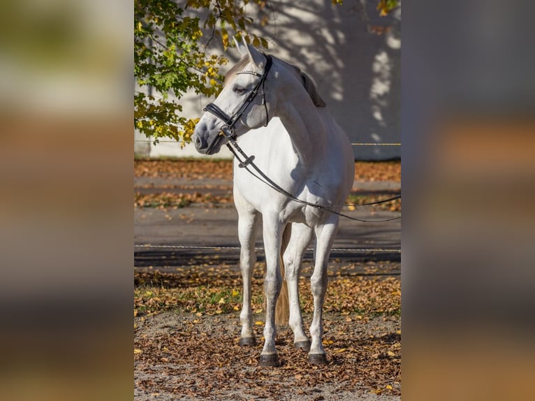 Altre razze Giumenta 8 Anni 164 cm Grigio in Schwäbisch Gmünd