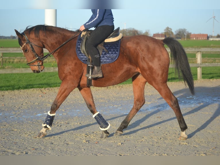 Altre razze Giumenta 8 Anni 165 cm Baio in Breda