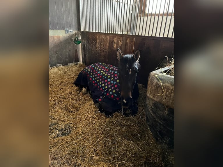 Altre razze Giumenta 8 Anni 165 cm Baio in Freystadt Altre razze Giumenta 8 Anni 165 cm Baio in Freystadt