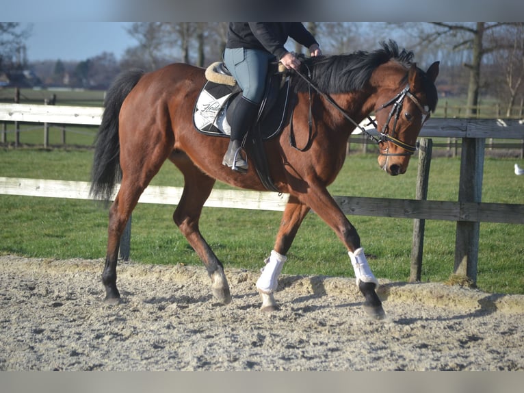 Altre razze Giumenta 8 Anni 165 cm Baio in Breda